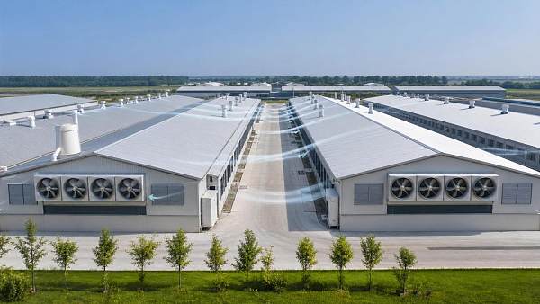 How Barn Ventilation Systems Affect Biosecurity and Cross-Barn Air Movement