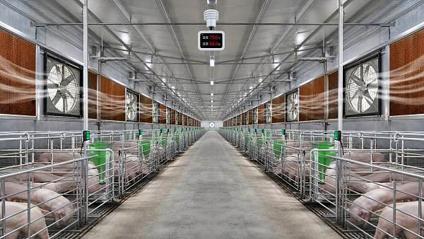 Barn Cooling Systems Humidity Control: Key Settings for Heat Stress Prevention