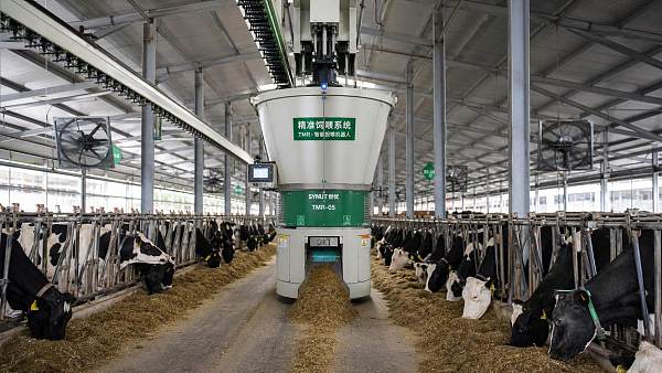 Automated Feeding Systems for Cattle: What to Compare Before You Buy