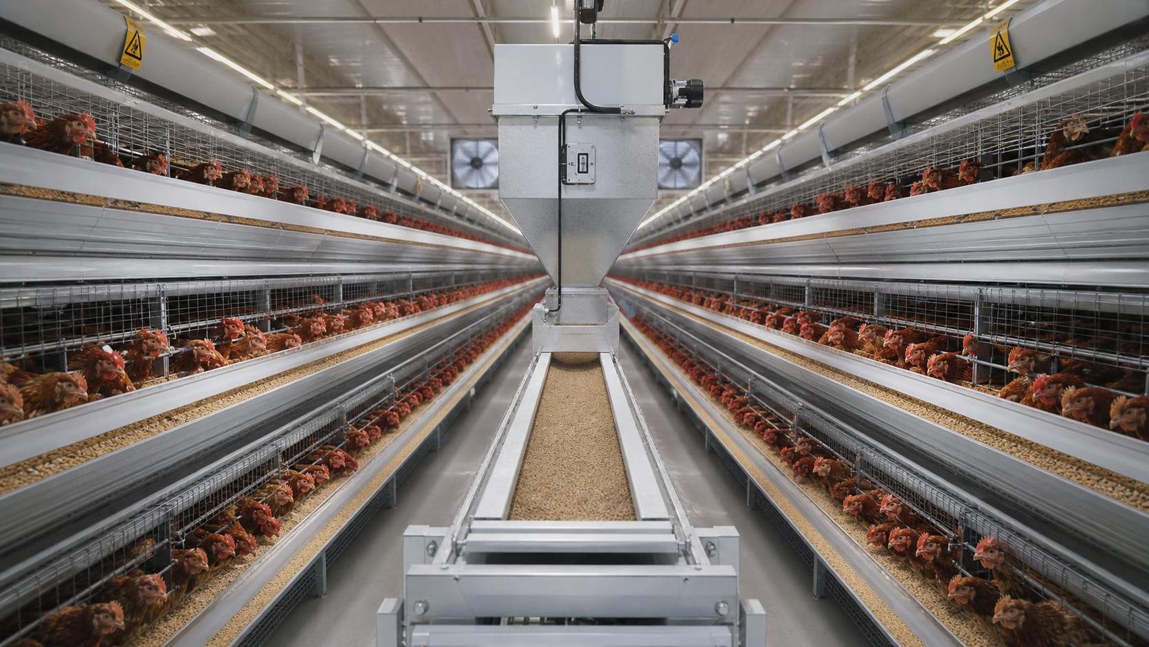 How Automatic Feeding Improves Performance in Poultry Cage Systems
