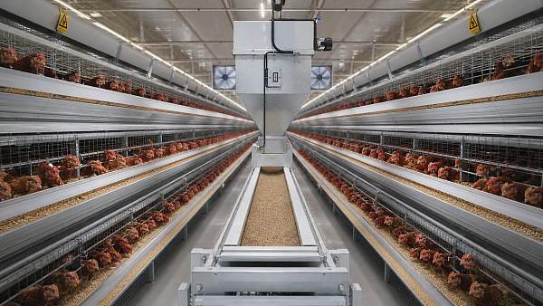 How Automatic Feeding Improves Performance in Poultry Cage Systems