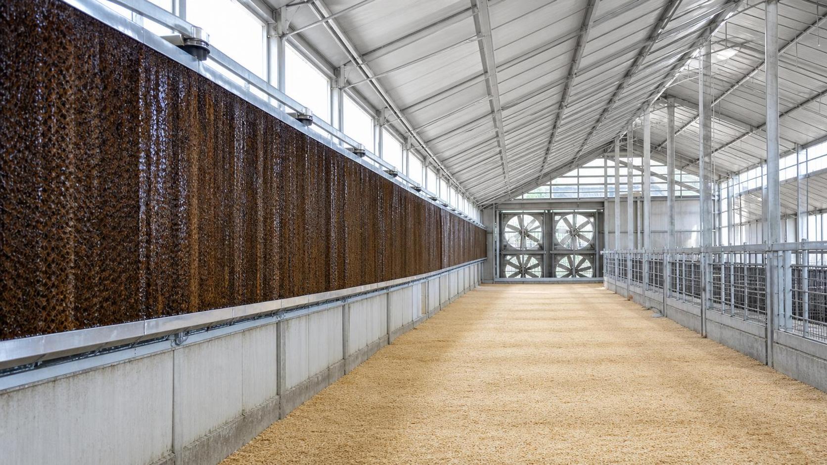 Cooling Pad Systems in Tunnel Ventilation: How to Balance Temperature Drop and Humidity
