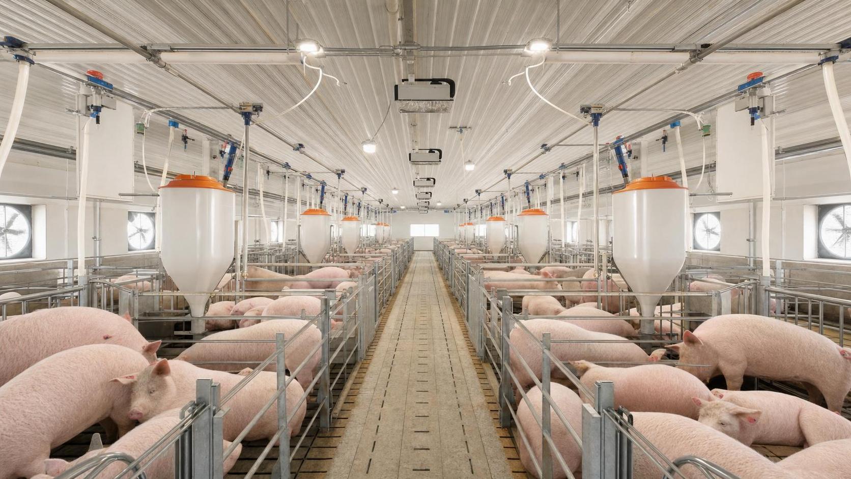 Livestock Automation for Swine: Feeding, Climate, and Data Systems to Evaluate