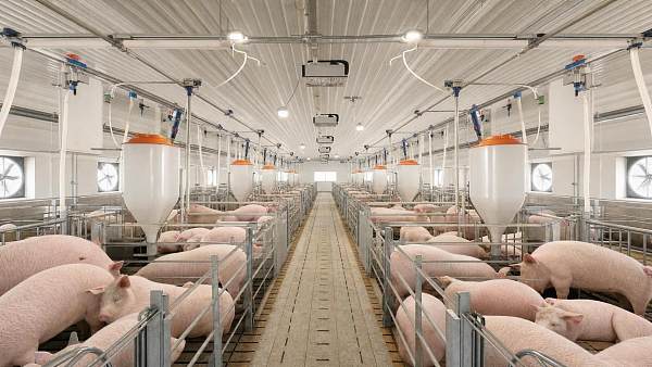 Livestock Automation for Swine: Feeding, Climate, and Data Systems to Evaluate