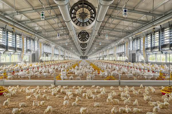 Poultry House Climate Control: Temperature, Airspeed, and Humidity Targets by Growth Stage