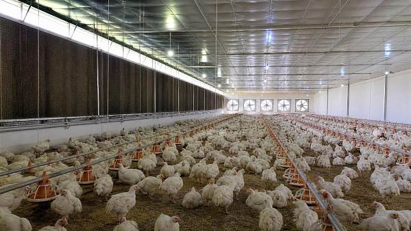 Poultry Cooling Systems Evaporative: Best Practices for Summer Ventilation Performance