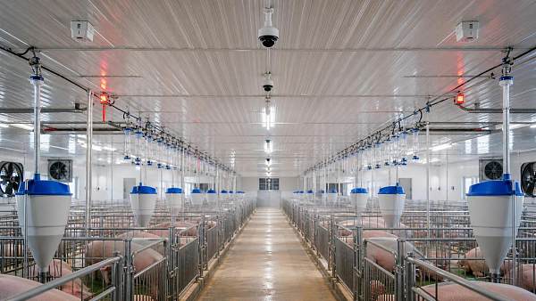 Real-Time Livestock Monitoring Systems: Which Alerts Help Staff Act Faster