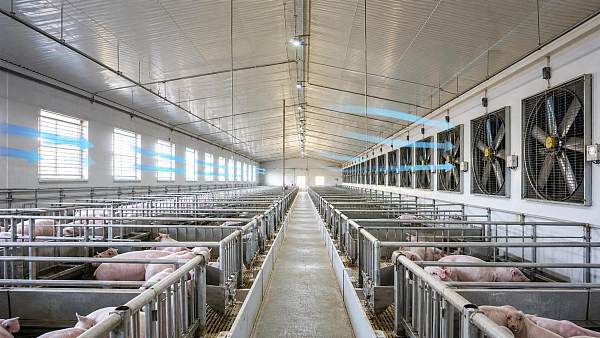 Negative Pressure Climate Control: How Barn Layout Changes Fan and Inlet Design