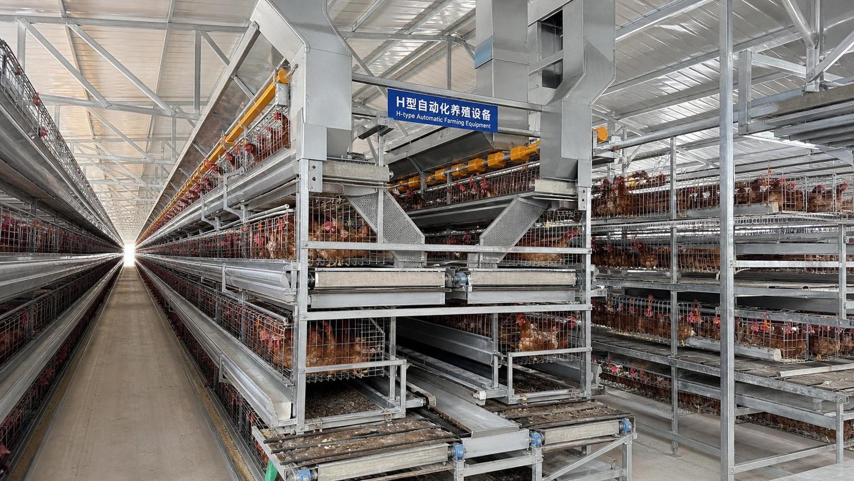Auto H-Type Poultry Cages: What to Compare in Feeding, Manure Removal, and Access