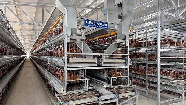 Auto H-Type Poultry Cages: What to Compare in Feeding, Manure Removal, and Access