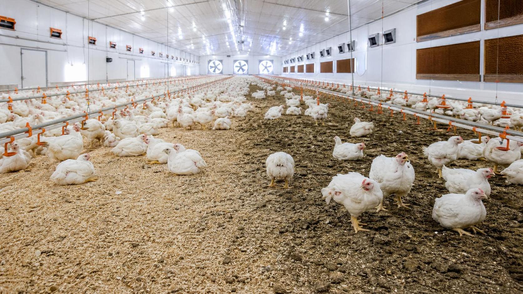 Poultry House Climate Control Problems: Why Temperature Looks Fine but Birds Still Stress