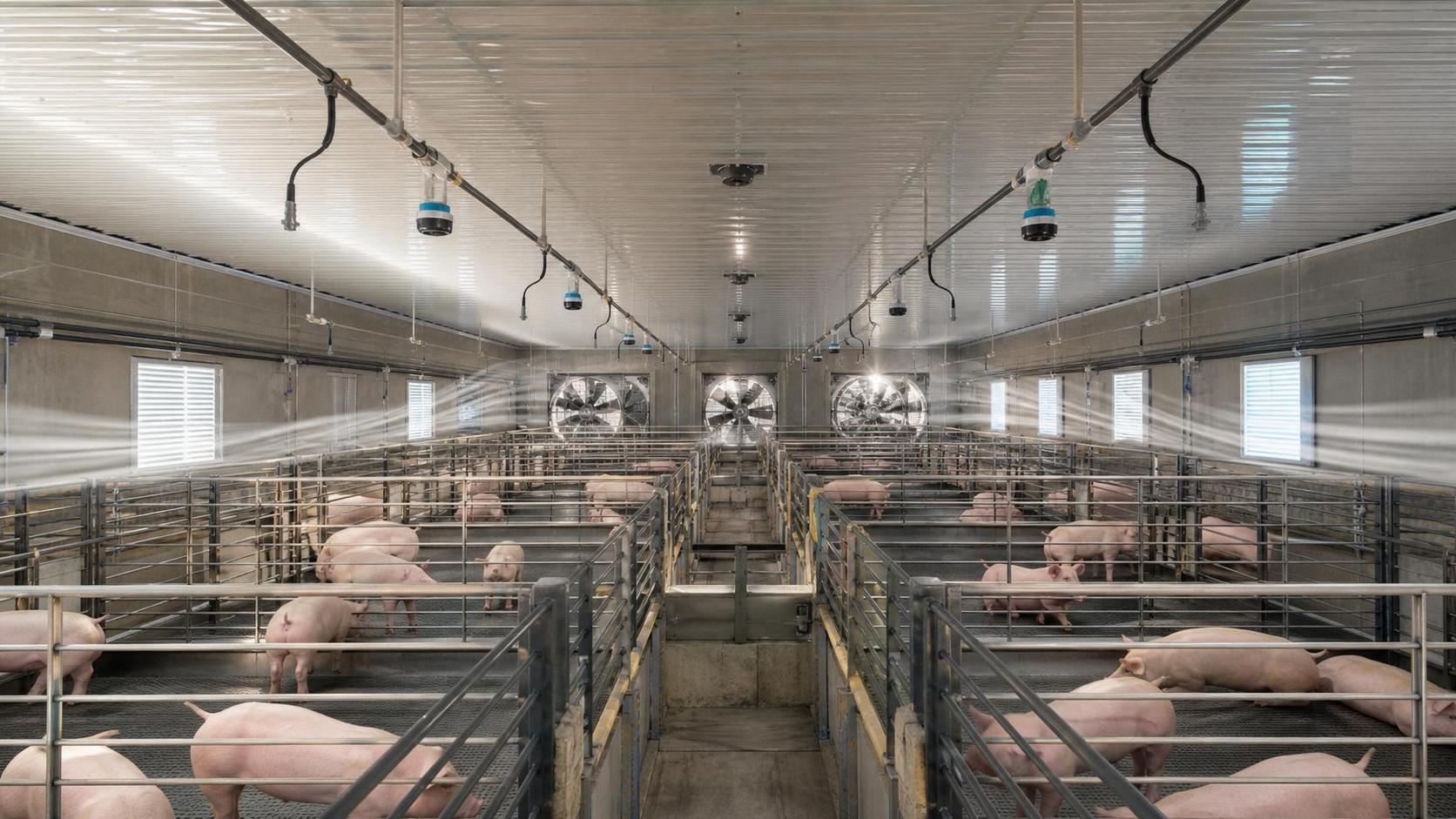 Hog Barn Ventilation for Better Air Quality: Fan Layout and Monitoring Basics