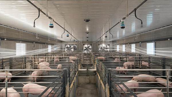 Hog Barn Ventilation for Better Air Quality: Fan Layout and Monitoring Basics