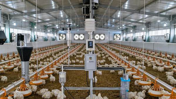 Agricultural Digitalization in Livestock Farming: Systems That Improve Daily Visibility