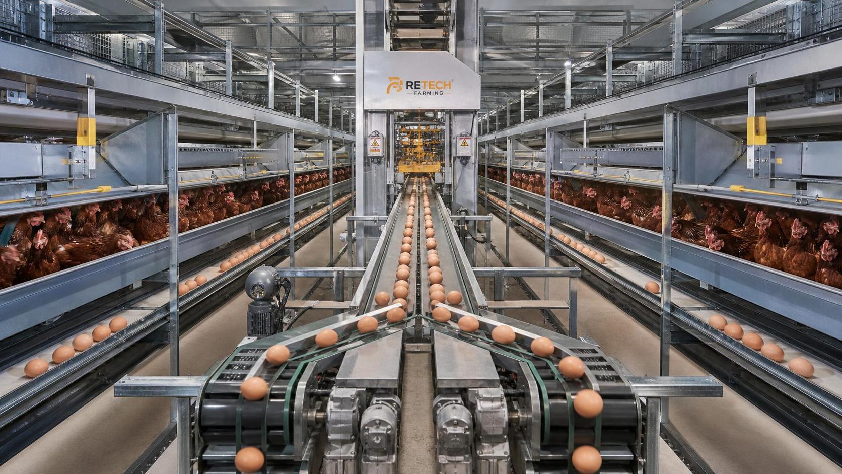 Automatic Egg Collection Systems: What Affects Breakage Rate and Conveyor Speed
