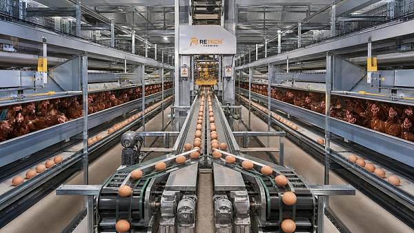 Automatic Egg Collection Systems: What Affects Breakage Rate and Conveyor Speed