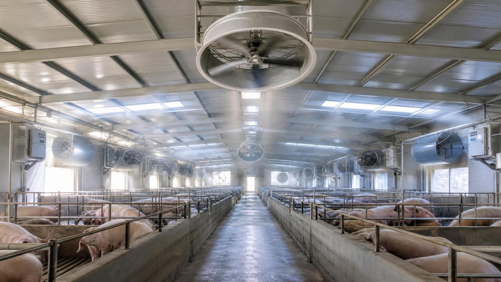 Improving Air Quality in Hog Barns: How Ventilation Rate Affects Gas and Dust Levels