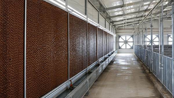 How to Choose Livestock Cooling Pads for High-Temperature Barns