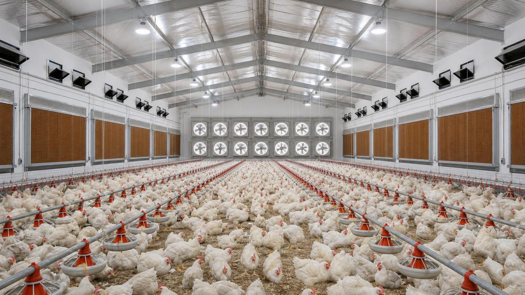Exhaust Fan Systems for Poultry Houses: Sizing, Airflow, and Placement