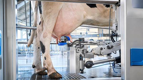 Milking Robots Teat Cleaning: Why It Matters for Udder Health and Milk Quality