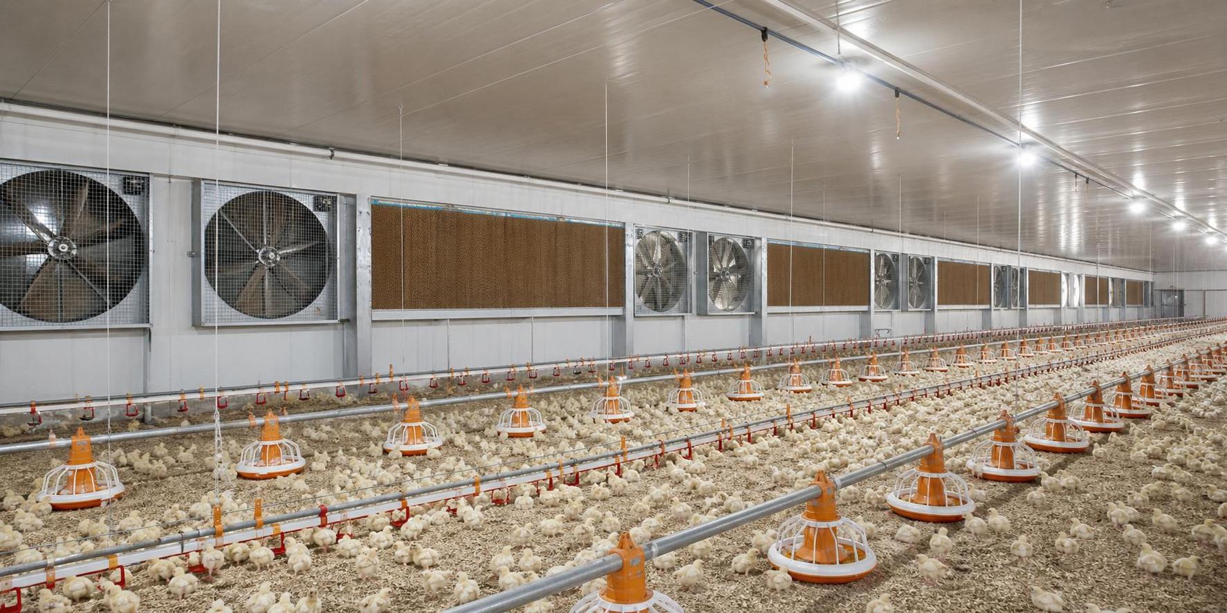 Poultry Farming Equipment in Saudi Arabia: How to Match Climate and Capacity