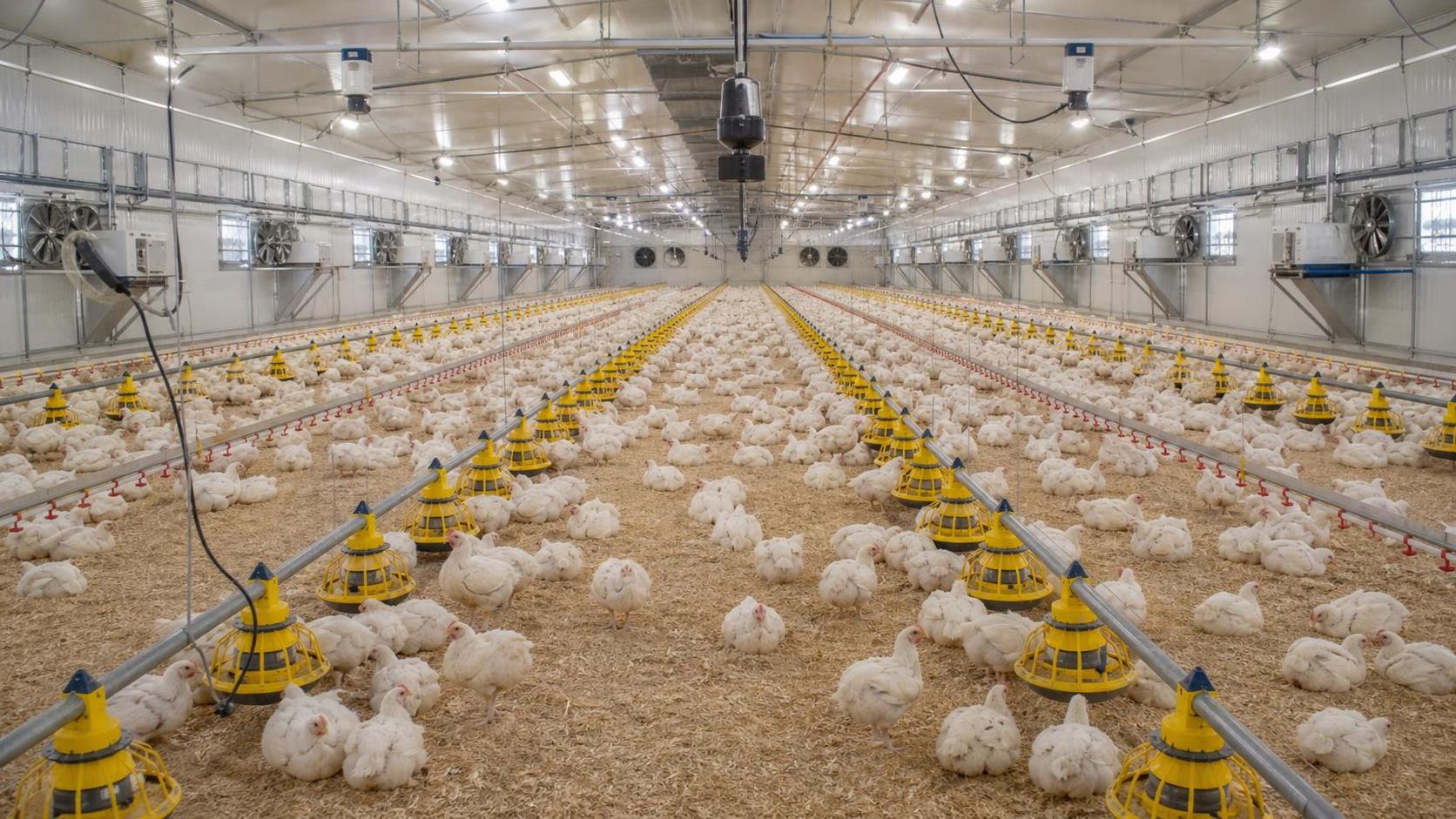 Feed Conversion Ratio in Broilers: What Farm Factors Change Performance