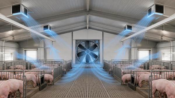 Swine House Ventilation Systems: Common Sizing Mistakes and How to Avoid Them