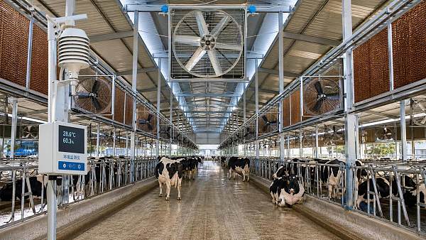 Dairy Farm Climate Control Supplier: Questions to Ask Before Project Design