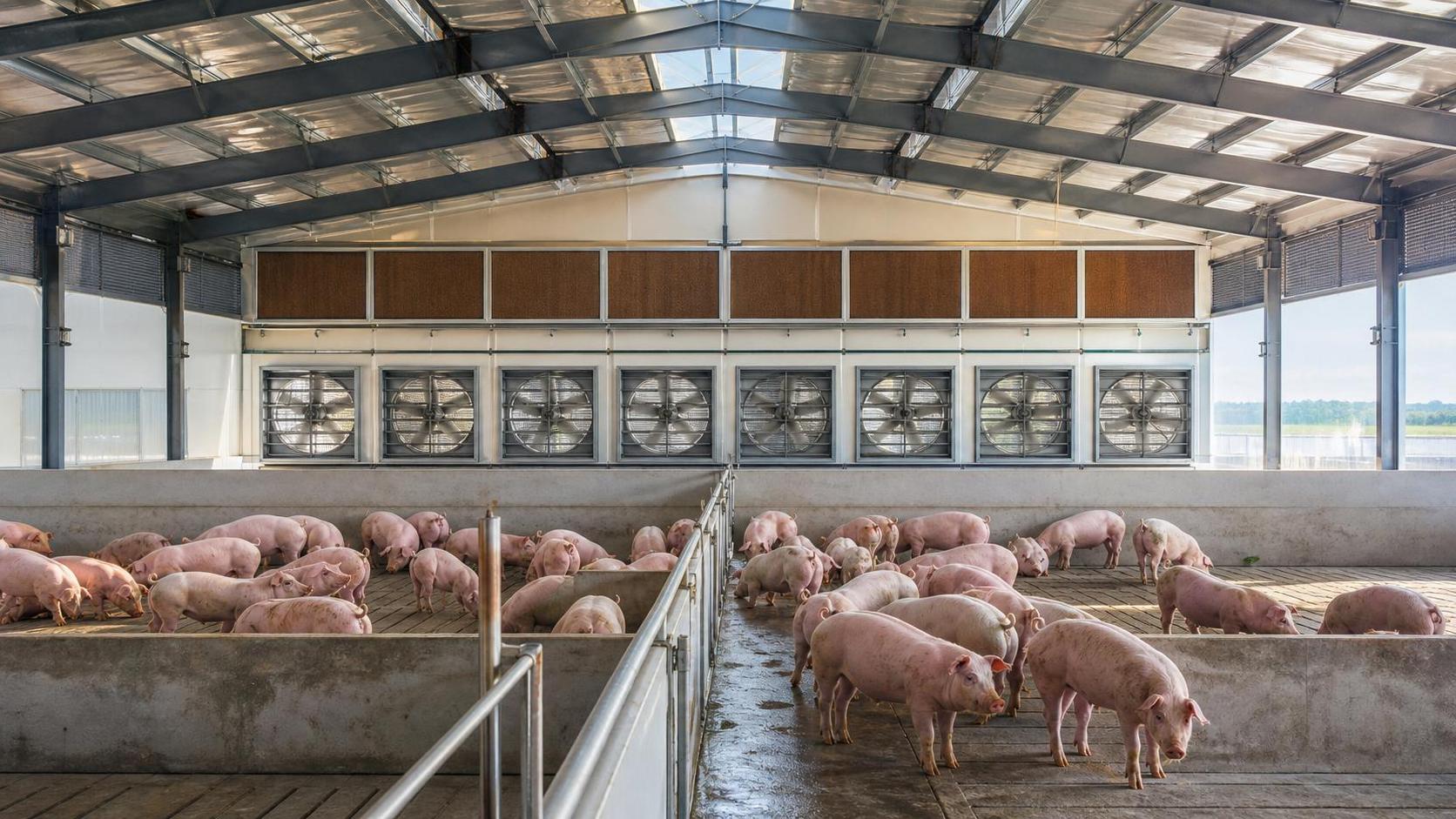 Livestock Equipment Climate Control: How to Balance Airspeed and Heat Stress