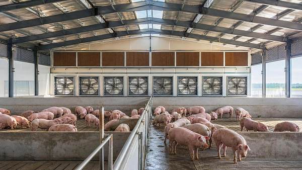 Livestock Equipment Climate Control: How to Balance Airspeed and Heat Stress