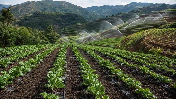 Drip Irrigation Systems vs Sprinklers: Which Fits Uneven Terrain Better
