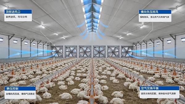 Exhaust Fan Systems for Poultry: How to Balance Static Pressure and Air Exchange