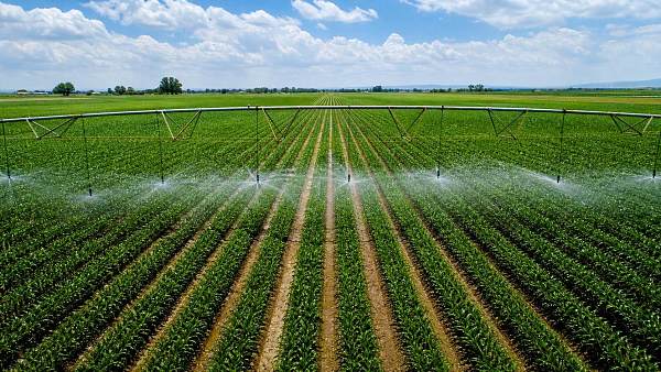 Water Application Uniformity in Sprinkler Systems: Causes of Dry and Wet Strips