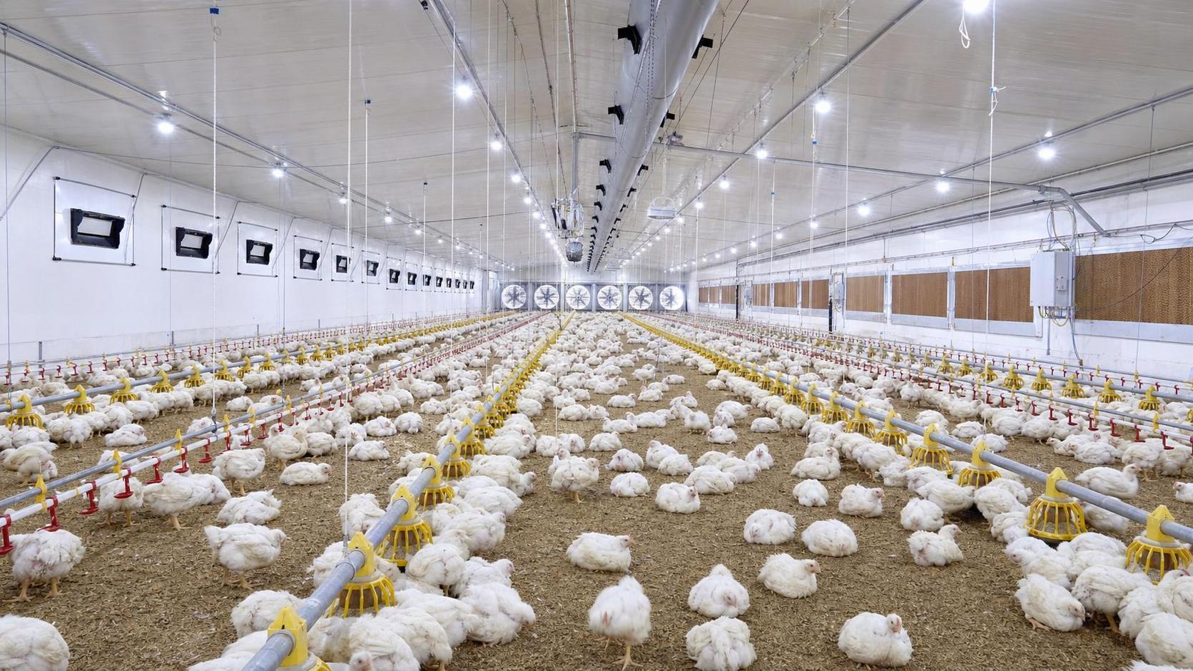 How to Size Poultry Farming Equipment Ventilation for Broiler Houses