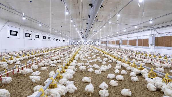 How to Size Poultry Farming Equipment Ventilation for Broiler Houses