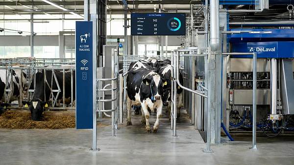 RFID Livestock Tracking for Dairy: What Data Improves Herd Management?