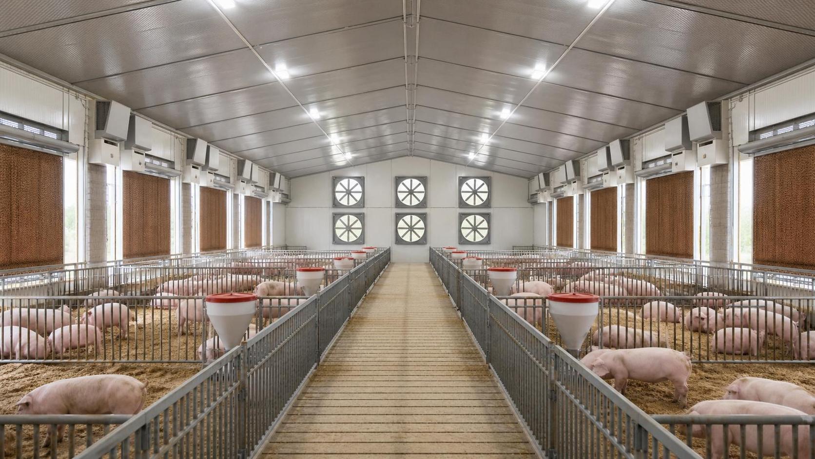 Livestock Humidity Control: How to Prevent Condensation and Heat Stress