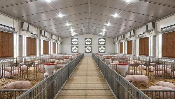 Livestock Humidity Control: How to Prevent Condensation and Heat Stress