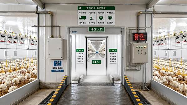 Livestock Biosecurity for Poultry Farms: Critical Control Points That Matter