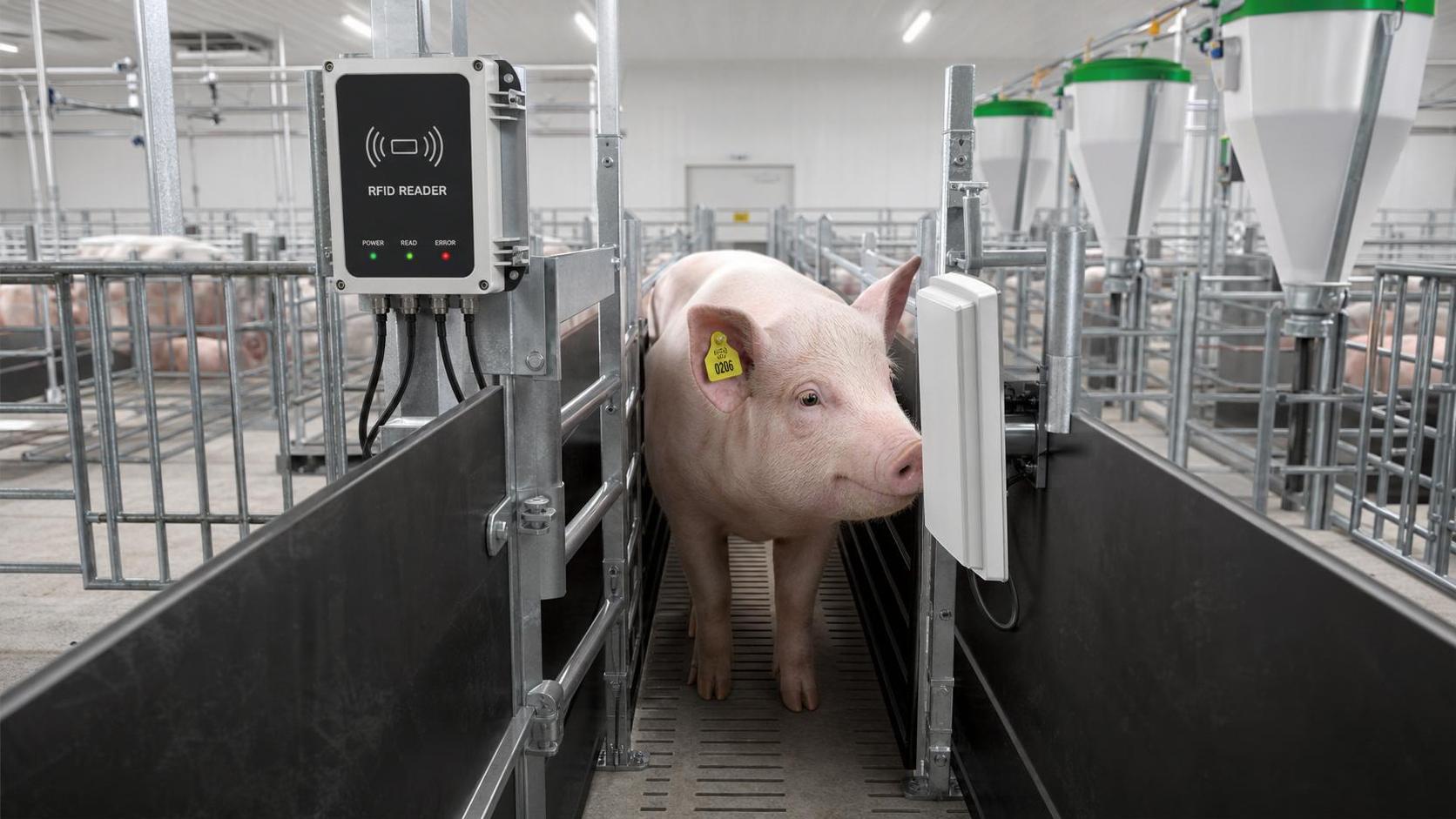 RFID Livestock Tracking for Swine: Ear Tags, Readers and Barn Data Flow