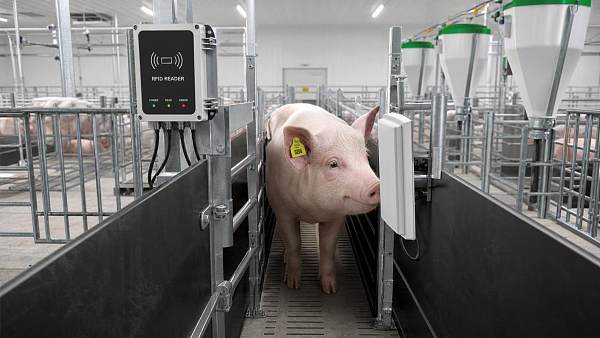 RFID Livestock Tracking for Swine: Ear Tags, Readers and Barn Data Flow