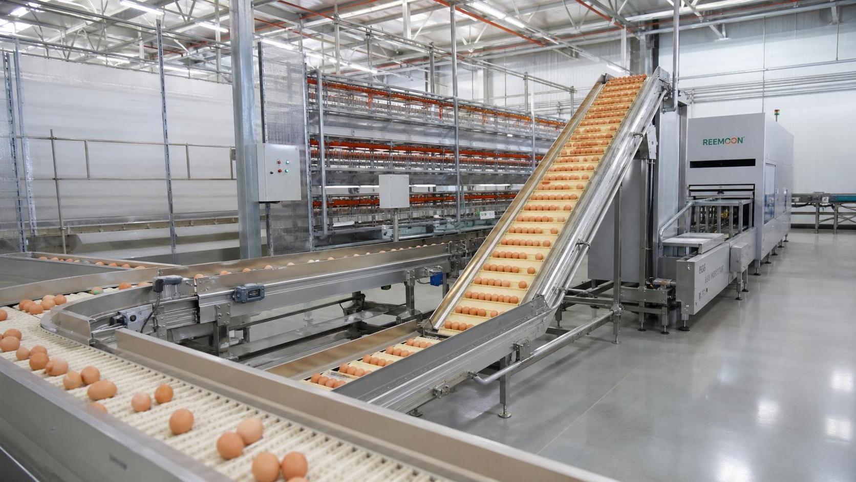 Automatic Egg Collection Systems: Layout Choices That Reduce Cracks and Labor