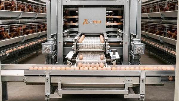 Egg Collection Systems Manufacturer Review: Belts, Drives and Hygiene Design