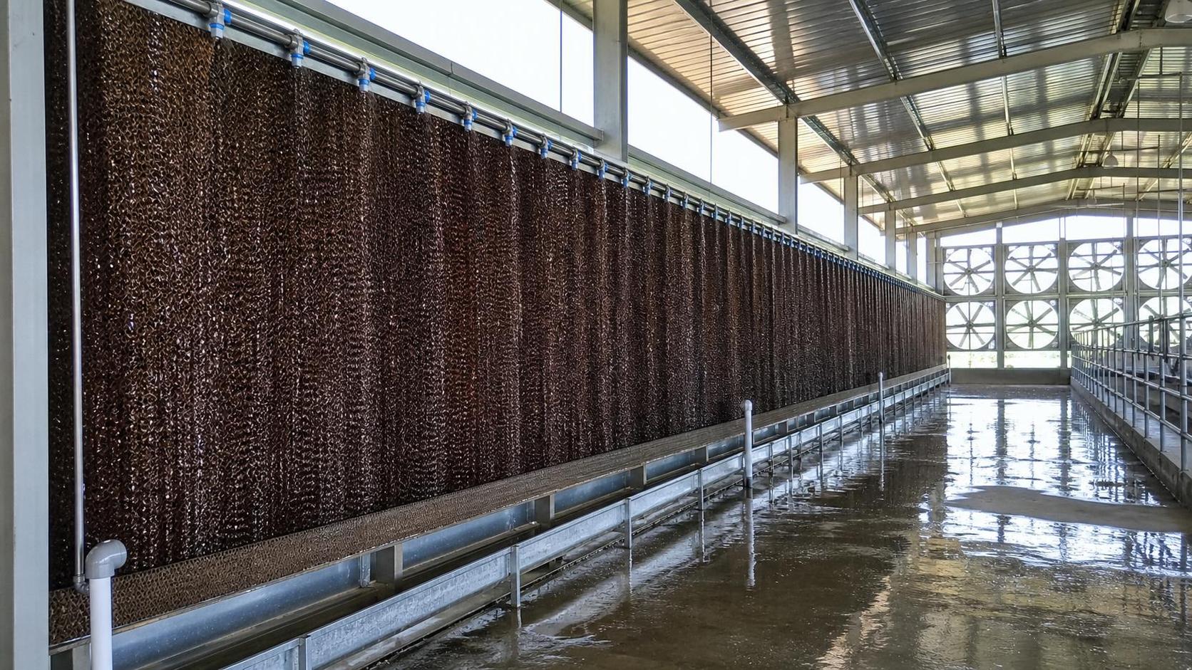 Cooling Pad Systems for Dairy: How to Size Pads and Water Flow Correctly
