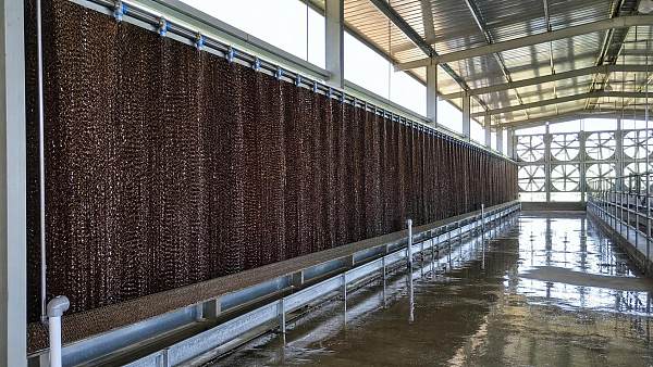 Cooling Pad Systems for Dairy: How to Size Pads and Water Flow Correctly
