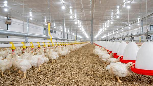 Poultry Farming Equipment Drinkers: Nipple vs Bell Drinker for Different Flocks