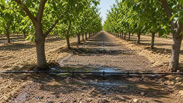 Precision Irrigation for Orchards: Emitter Layout Mistakes to Avoid