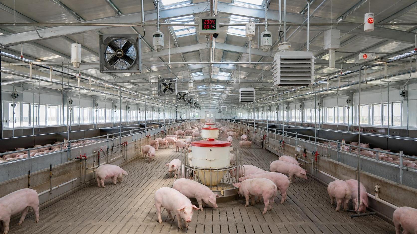 How Livestock Monitoring Systems Help Detect Heat Stress Earlier