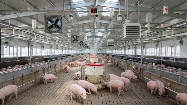 How Livestock Monitoring Systems Help Detect Heat Stress Earlier