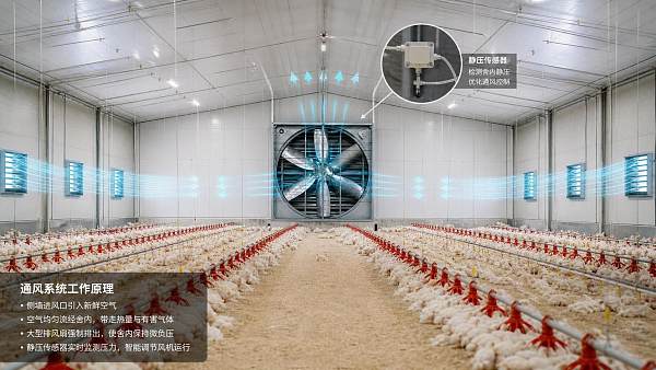 Poultry Farming Equipment Ventilation: Static Pressure Mistakes That Hurt Airflow